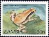 Colnect-2001-044-African-Red-Toad-Bufo-carens-.jpg