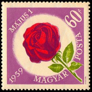 Colnect-2135-914-Rose-Rosa-hybr.jpg