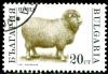 Colnect-1429-496-Domestic-Sheep-Ovis-ammon-aries.jpg