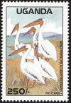 Colnect-2855-059-Pelican-Pelecanus-sp-Queen-Elizabeth-National-Park.jpg