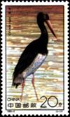 Colnect-603-145-Black-Stork-Ciconia-nigra.jpg