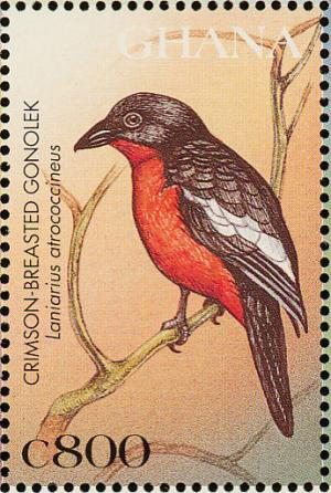 Colnect-1718-850-Crimson-breasted-Shrike-Laniarius-atrococcineus.jpg