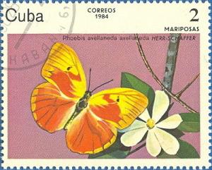 Colnect-679-205-Red-splashed-Sulphur-Phoebis-avellaneda.jpg