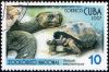 Colnect-1725-670-Galapagos-Giant-Tortoise-Testudo-elephantopus.jpg