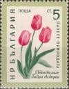 Colnect-3059-953-Rhodope-Tulip-Tulipa-rhodopea.jpg