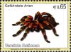 Colnect-611-534-Mexican-Redknee-Tarantula-Brachypelma-smithi.jpg