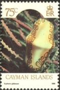 Colnect-5616-382-Flamingo-Tongue-Cyphoma-gibbosum.jpg