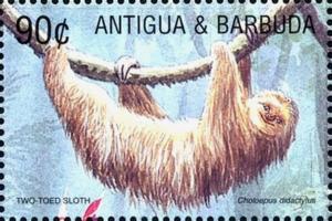 Colnect-3932-792-Two-toed-sloth.jpg