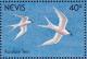 Colnect-1646-389-Roseate-Tern-Sterna-dougallii.jpg