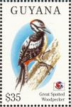 Colnect-1664-217-Great-Spotted-Woodpecker-Dendrocopos-major.jpg