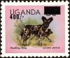 Colnect-4277-803-African-Wild-Dog-Lycaon-pictus.jpg