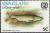Colnect-2927-541-Kwazulu-natal-Yellowfish-Barbus-natalensis.jpg