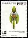 Colnect-1406-452-Orchids---Lycaste-reichenbachii.jpg