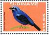 Colnect-3837-187-Blue-black-Grosbeak-nbsp--nbsp--nbsp--nbsp-Cyanocompsa-cyanoides.jpg