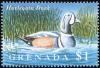 Colnect-4569-516-Harlequin-Duck----Histrionicus-histrionicus.jpg