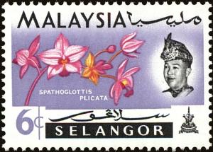 Colnect-3945-385-Orchids--Spathoglottis-plicata.jpg