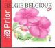 Colnect-567-495-Flowers--Impatiens-chinensis.jpg